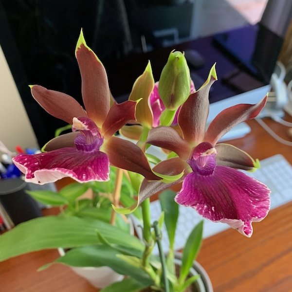 zygopetalum